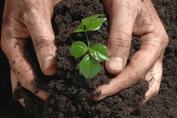 تصویر 1 از قیمت خرید کود مخصوص گندم و جو با فروش عمده